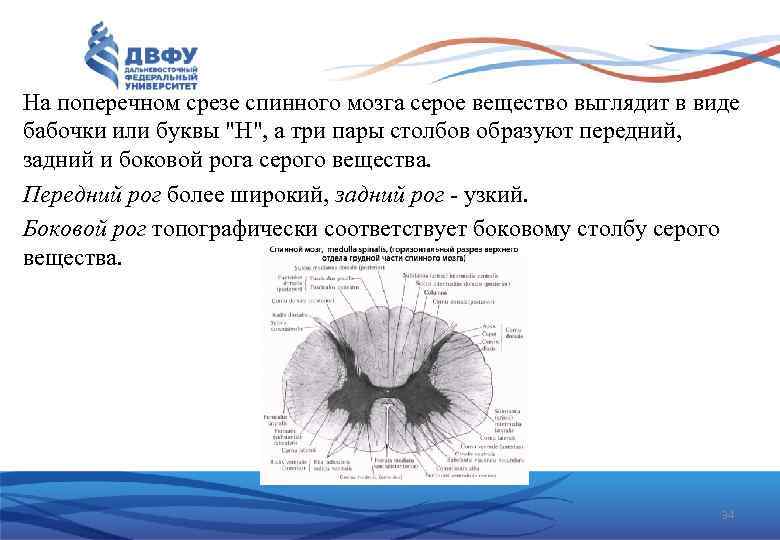 На поперечном срезе спинного мозга серое вещество выглядит в виде бабочки или буквы 
