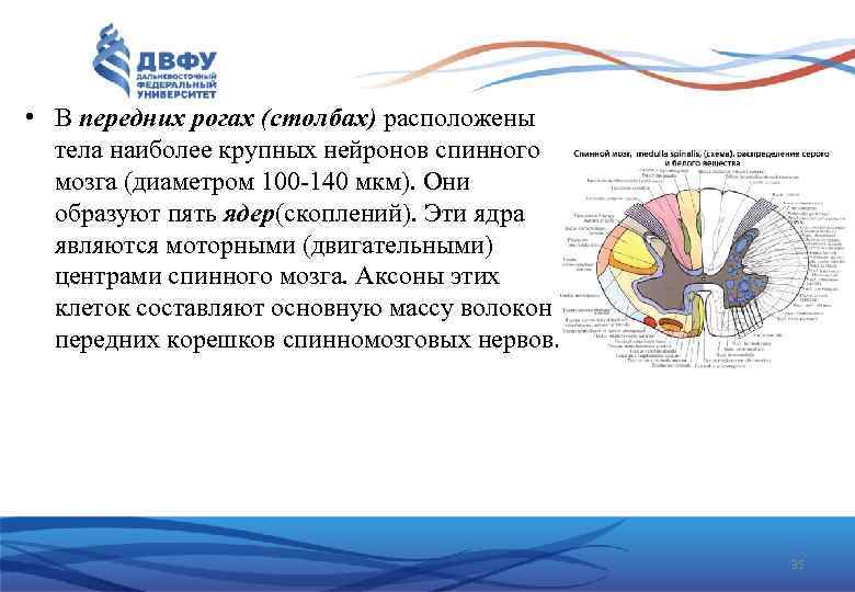  • В передних рогах (столбах) расположены тела наиболее крупных нейронов спинного мозга (диаметром