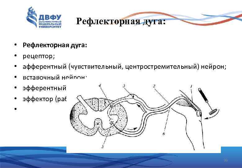 Рефлекторная дуга: • • Рефлекторная дуга: рецептор; афферентный (чувствительный, центростремительный) нейрон; вставочный нейрон; эфферентный