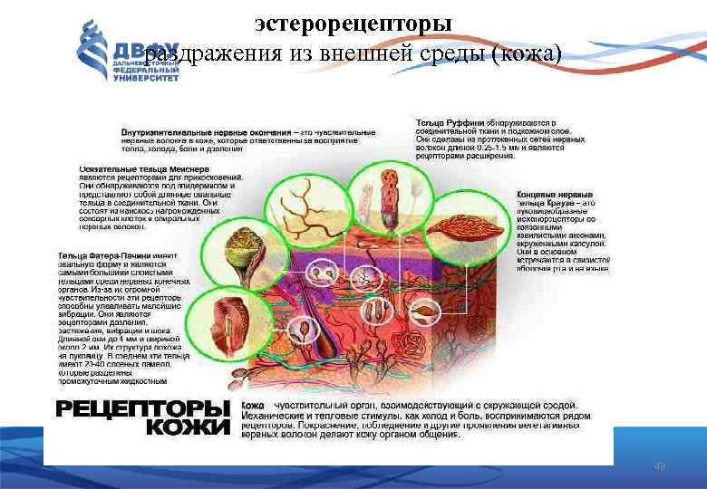 эстерорецепторы раздражения из внешней среды (кожа) 43 