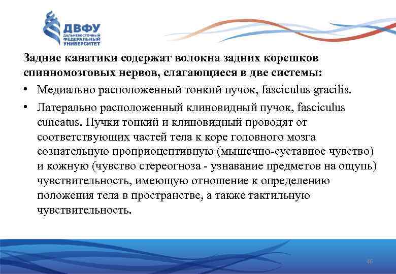 Задние канатики содержат волокна задних корешков спинномозговых нервов, слагающиеся в две системы: • Медиально