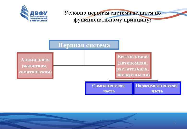 Условно нервная система делится по функциональному принципу: Нервная система Анимальная (животная, соматическая) Вегетативная (автономная,