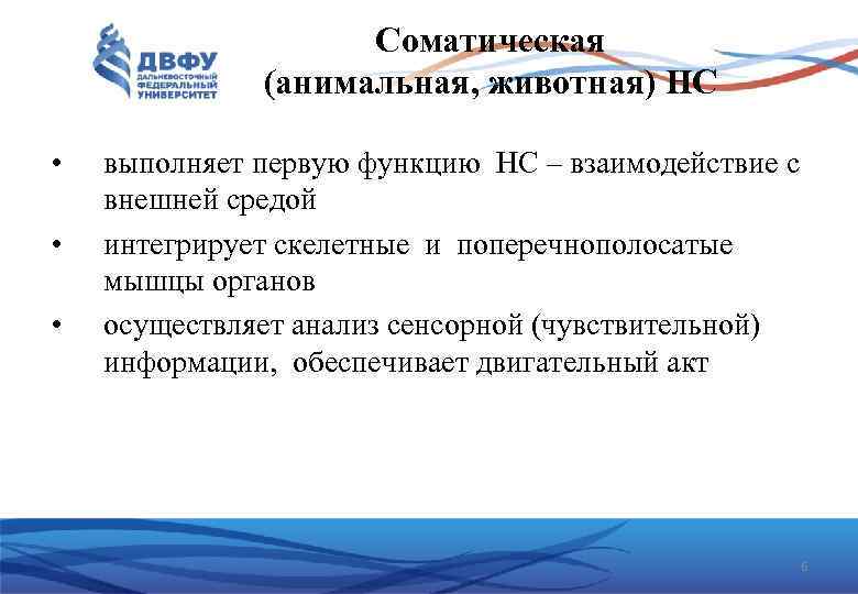 Соматическая (анимальная, животная) НС • • • выполняет первую функцию НС – взаимодействие с