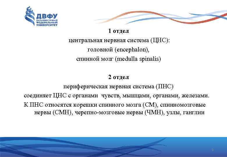 1 отдел центральная нервная система (ЦНС): головной (encephalon), спинной мозг (medulla spinalis) 2 отдел