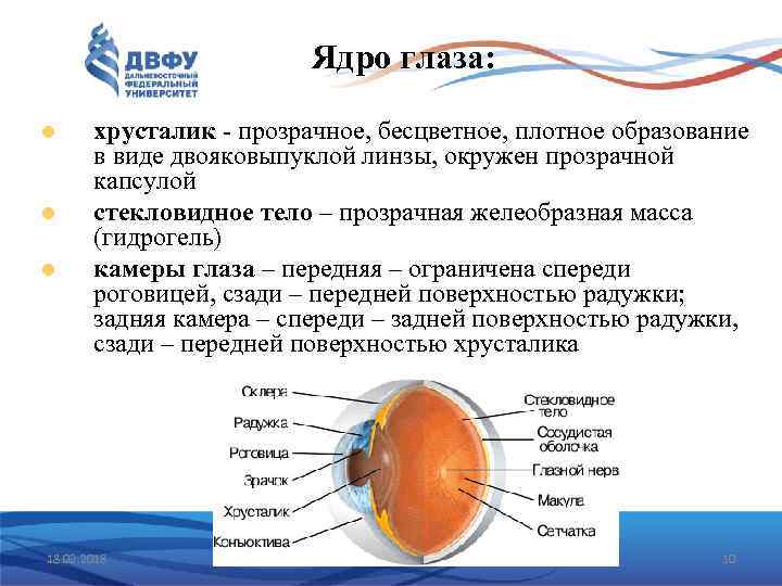 Ядро глаза: хрусталик - прозрачное, бесцветное, плотное образование в виде двояковыпуклой линзы, окружен прозрачной