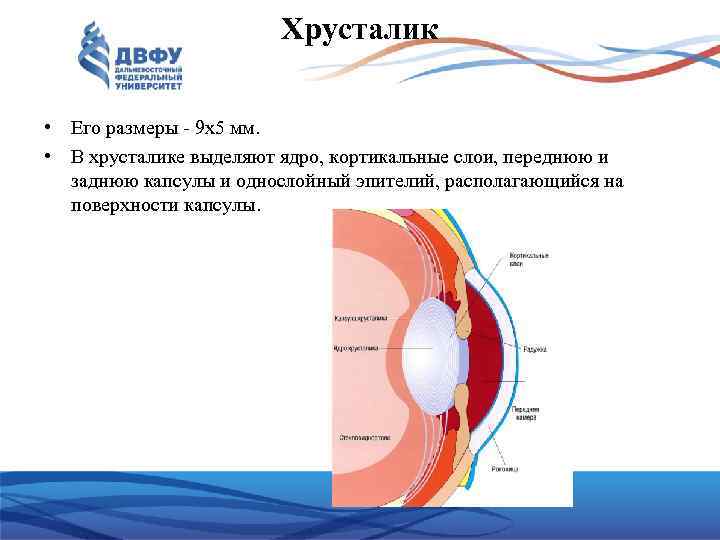 Хрусталик • Его размеры - 9 x 5 мм. • В хрусталике выделяют ядро,
