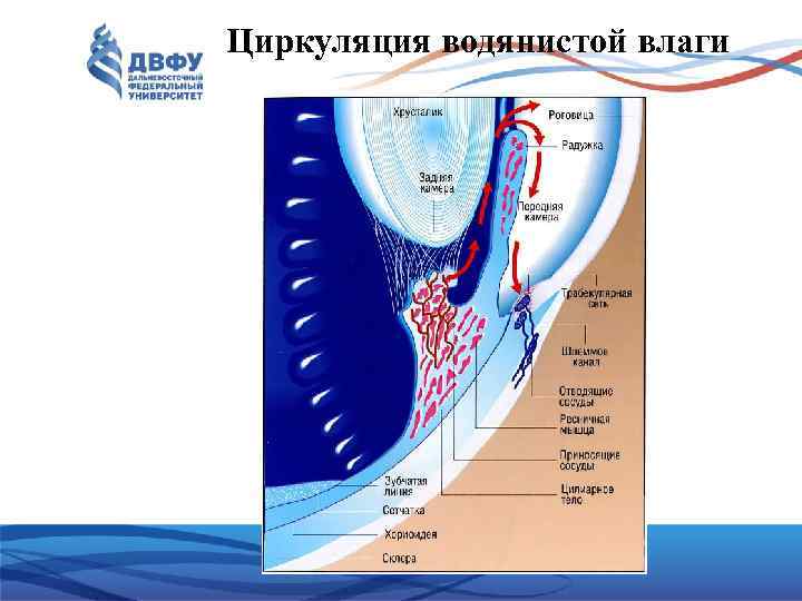 Циркуляция водянистой влаги 