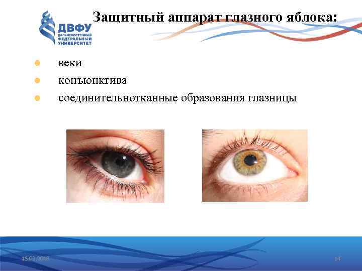Защитный аппарат глазного яблока: 18. 02. 2018 веки конъюнктива соединительнотканные образования глазницы 14 