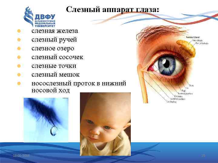 Слезный аппарат глаза: 18. 02. 2018 слезная железа слезный ручей слезное озеро слезный сосочек
