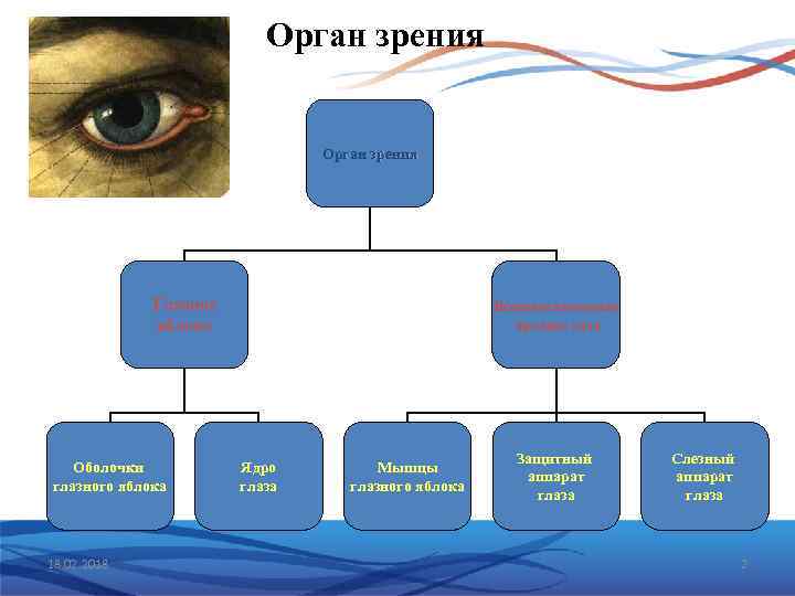 Орган зрения Глазное яблоко Оболочки глазного яблока 18. 02. 2018 Вспомогательные органы газа Ядро