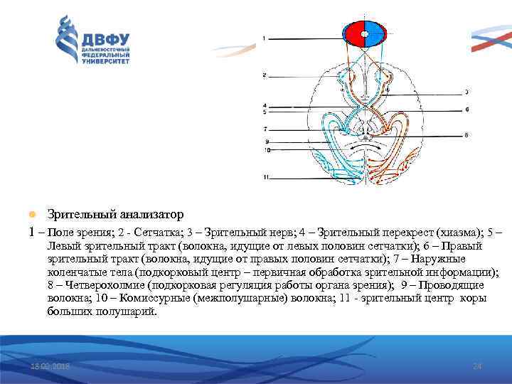  Зрительный анализатор 1 – Поле зрения; 2 - Сетчатка; 3 – Зрительный нерв;