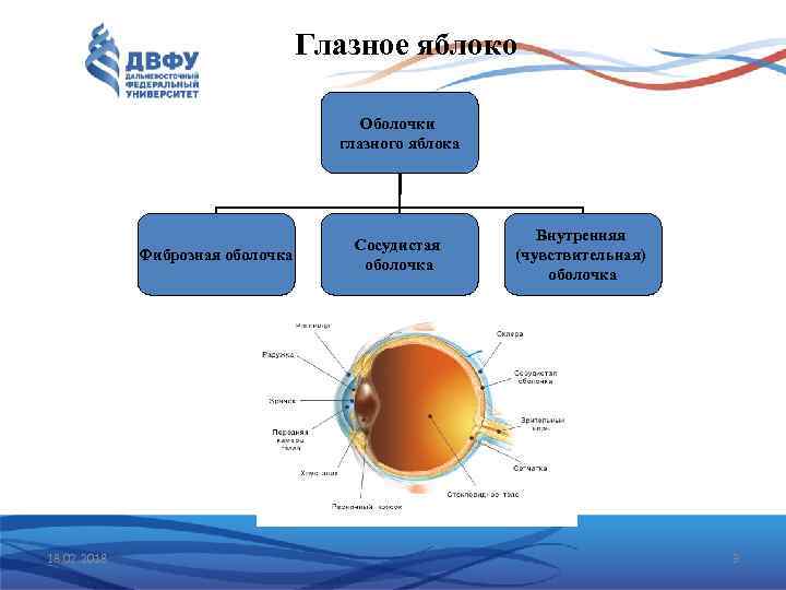 Глазное яблоко Оболочки глазного яблока Фиброзная оболочка 18. 02. 2018 Сосудистая оболочка Внутренняя (чувствительная)