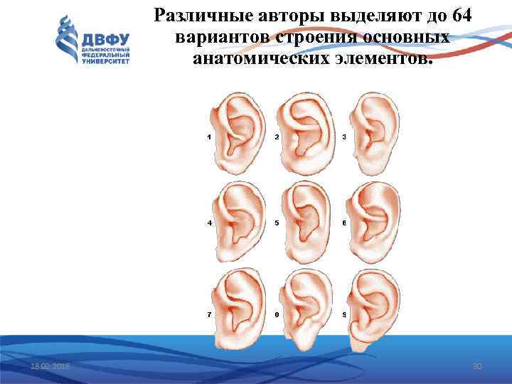 Различные авторы выделяют до 64 вариантов строения основных анатомических элементов. 18. 02. 2018 30