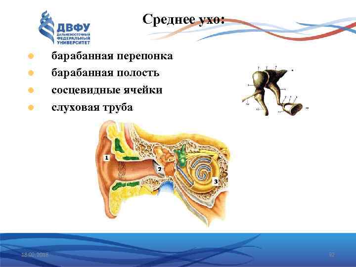 Среднее ухо: 18. 02. 2018 барабанная перепонка барабанная полость сосцевидные ячейки слуховая труба 32