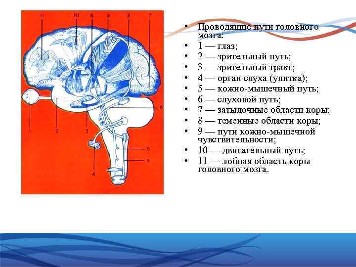  • Проводящие пути головного мозга: • 1 — глаз; • 2 — зрительный