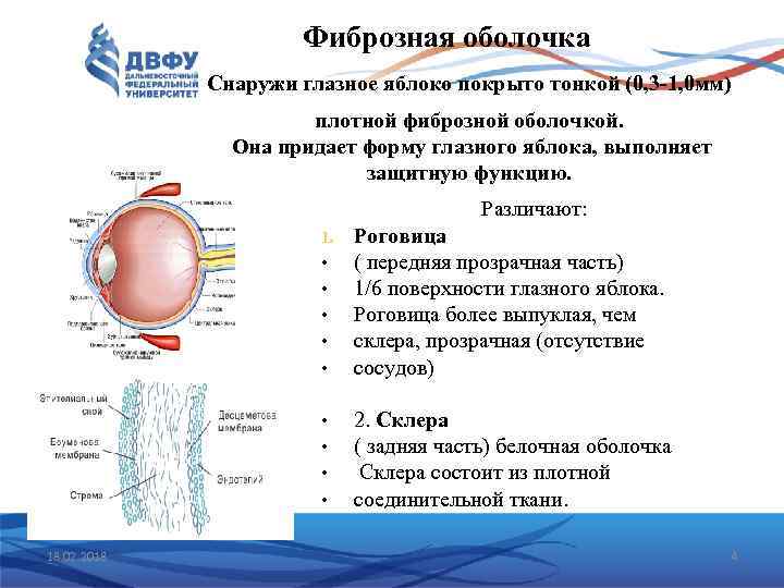 Фиброзная оболочка Снаружи глазное яблоко покрыто тонкой (0, 3 -1, 0 мм) плотной фиброзной