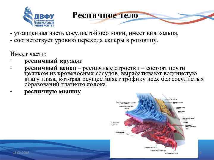 Ресничное тело - утолщенная часть сосудистой оболочки, имеет вид кольца, - соответствует уровню перехода