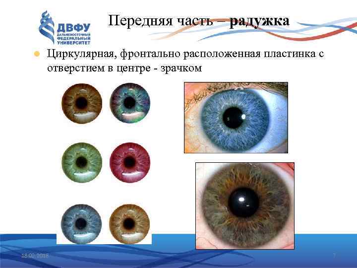 Передняя часть – радужка Циркулярная, фронтально расположенная пластинка с отверстием в центре - зрачком