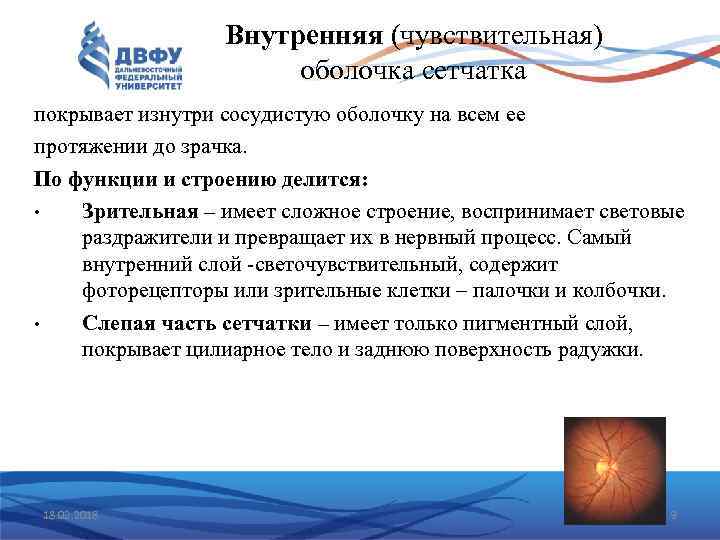 Внутренняя (чувствительная) оболочка сетчатка покрывает изнутри сосудистую оболочку на всем ее протяжении до зрачка.