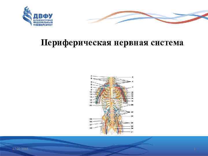 Периферическая нервная система 17. 02. 2018 1 