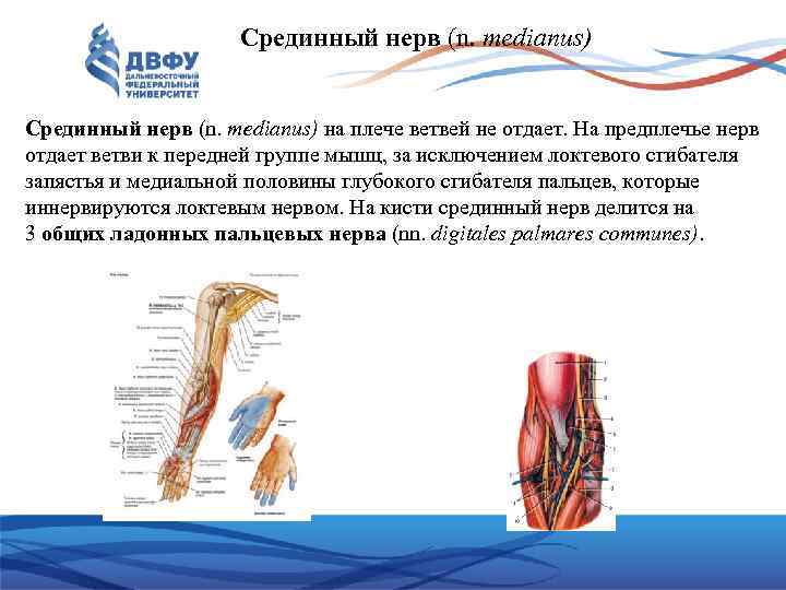 Срединный нерв (n. medianus) на плече ветвей не отдает. На предплечье нерв отдает ветви