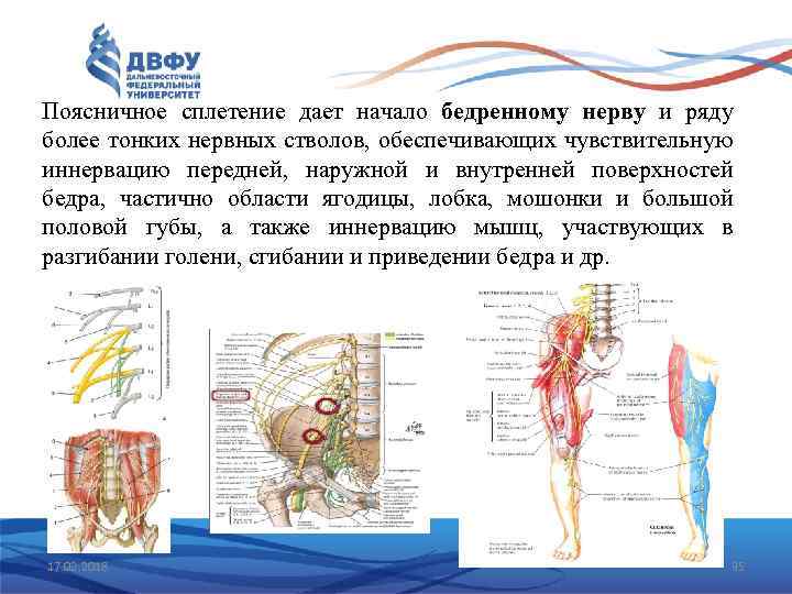 Поясничное сплетение дает начало бедренному нерву и ряду более тонких нервных стволов, обеспечивающих чувствительную