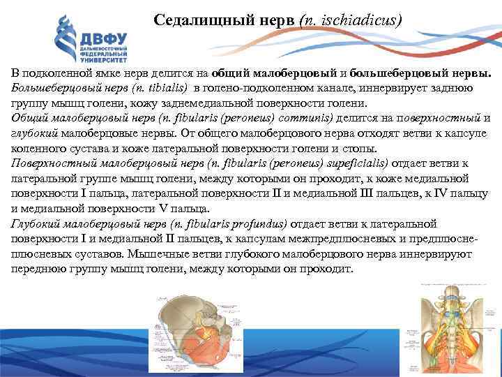 Седалищный нерв (n. ischiadicus) В подколенной ямке нерв делится на общий малоберцовый и большеберцовый