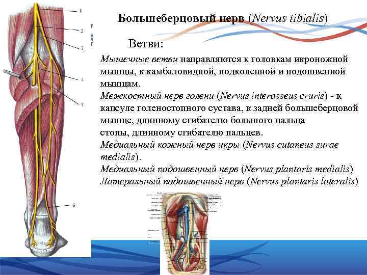 Большеберцовый нерв (Nervus tibialis) Ветви: Мышечные ветви направляются к головкам икроножной мышцы, к камбаловидной,