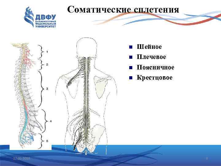 Соматические сплетения Плечевое Поясничное 17. 02. 2018 Шейное Крестцовое 9 