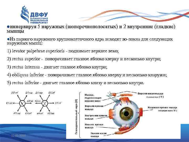 lиннервируя 5 наружных (шоперечнополосатых) и 2 внутренние (гладкие) мышцы l. Из парного наружного крупноклеточного