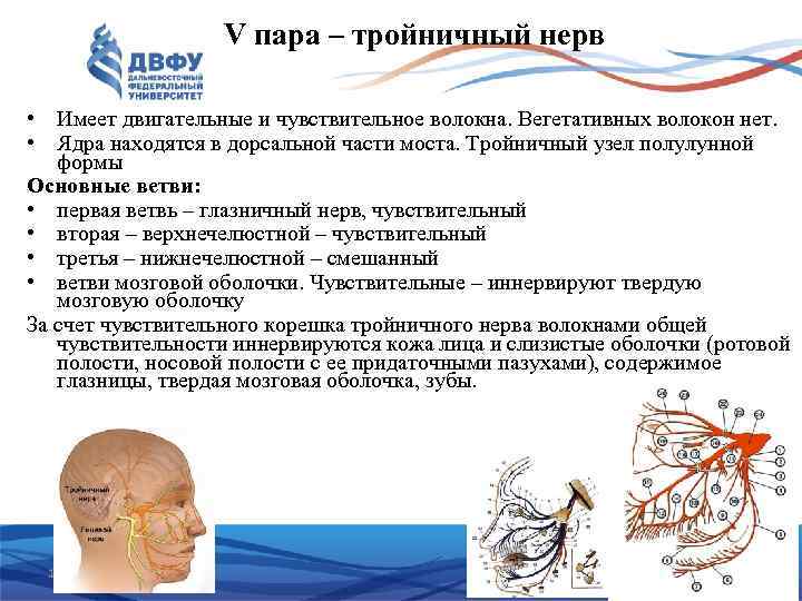 V пара – тройничный нерв • Имеет двигательные и чувствительное волокна. Вегетативных волокон нет.