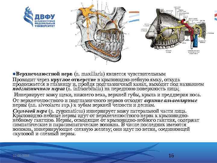 l. Верхнечелюстной нерв (n. maxillaris) является чувствительным Проходит через круглое отверстие в крыловидно небную