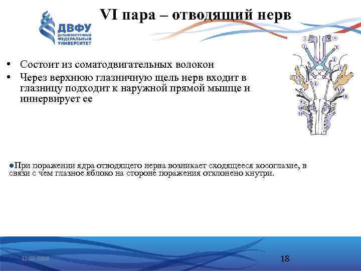 VI пара – отводящий нерв • Состоит из соматодвигательных волокон • Через верхнюю глазничную