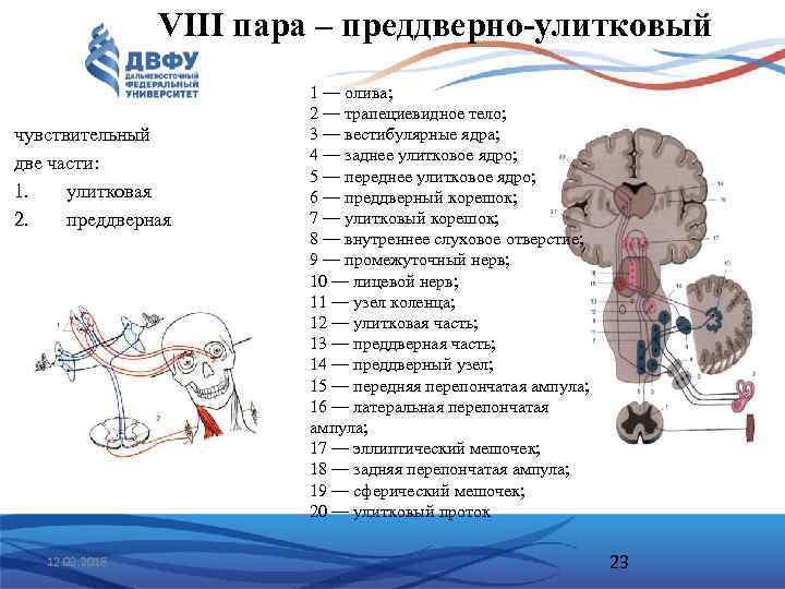 VIII пара – преддверно-улитковый чувствительный две части: 1. улитковая 2. преддверная 12. 02. 2018