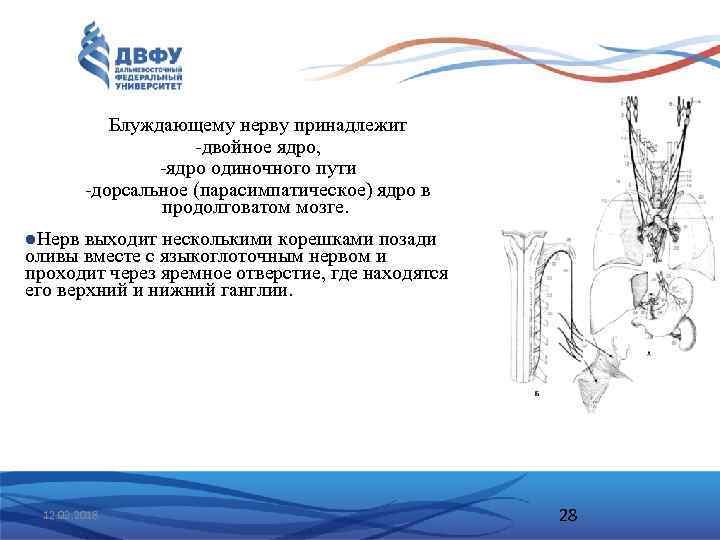 Блуждающему нерву принадлежит двойное ядро, ядро одиночного пути дорсальное (парасимпатическое) ядро в продолговатом мозге.