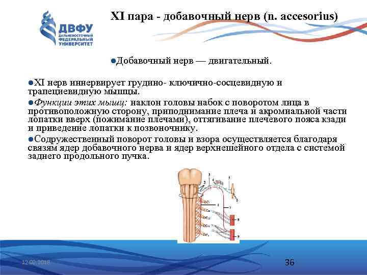 XI пара - добавочный нерв (n. accesorius) l. Добавочный нерв — двигательный. l. XI