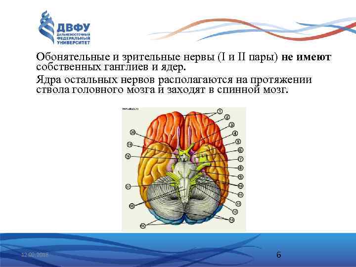 Обонятельные и зрительные нервы (I и II пары) не имеют собственных ганглиев и ядер.