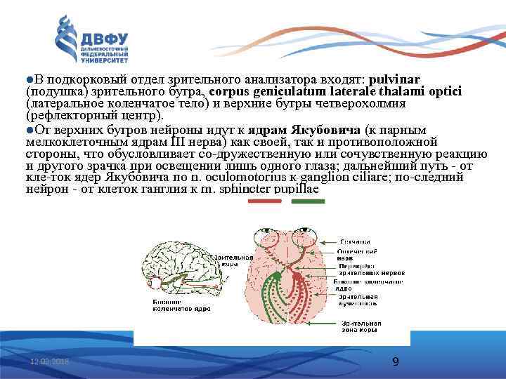 l. В подкорковый отдел зрительного анализатора входят: pulvinar (подушка) зрительного бугра, corpus geniculatum laterale