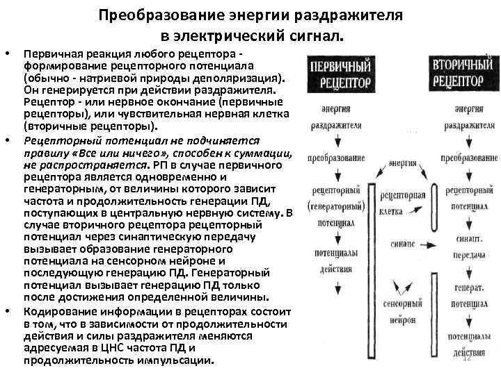 Преобразование энергии раздражителя в электрический сигнал. • • • Первичная реакция любого рецептора формирование