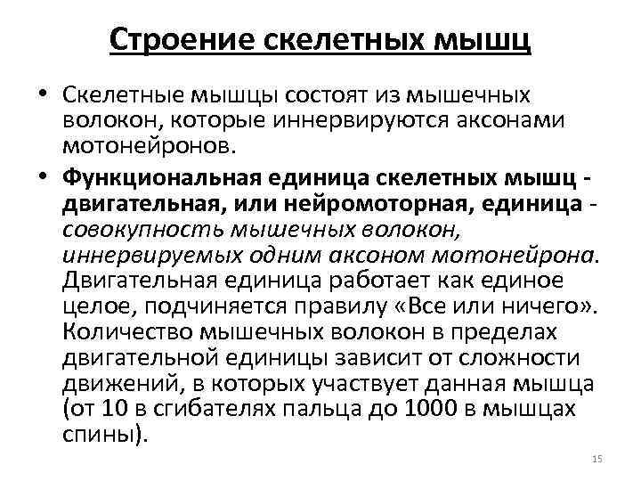 Строение скелетных мышц • Скелетные мышцы состоят из мышечных волокон, которые иннервируются аксонами мотонейронов.