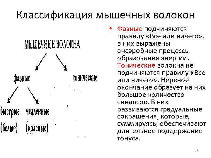 Классификация мышечных волокон • Фазные подчиняются правилу «Все или ничего» , в них выражены