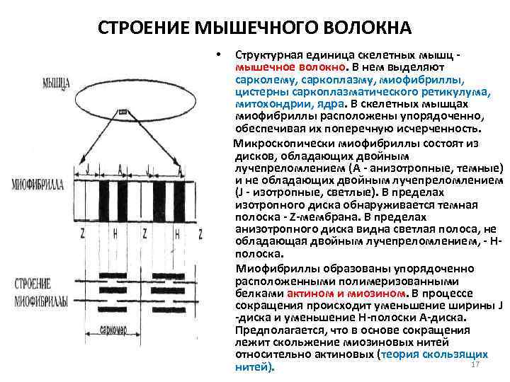 СТРОЕНИЕ МЫШЕЧНОГО ВОЛОКНА • Структурная единица скелетных мышц мышечное волокно. В нем выделяют сарколему,