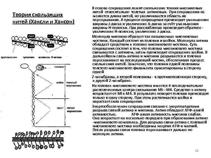  Теория скользящих нитей (Хаксли и Хансон) В основе сокращения лежит скольжение тонких миозиновых