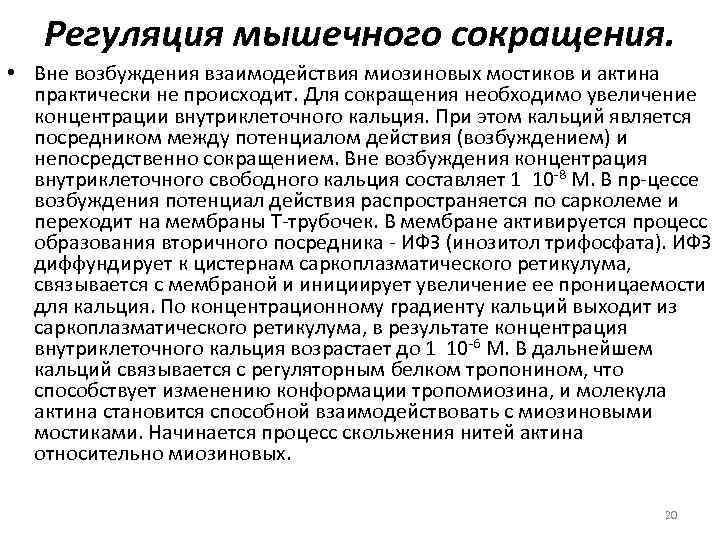 Регуляция мышечного сокращения. • Вне возбуждения взаимодействия миозиновых мостиков и актина практически не происходит.