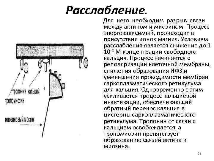 Расслабление. Для него необходим разрыв связи между актином и миозином. Процесс энергозависимый, происходит в