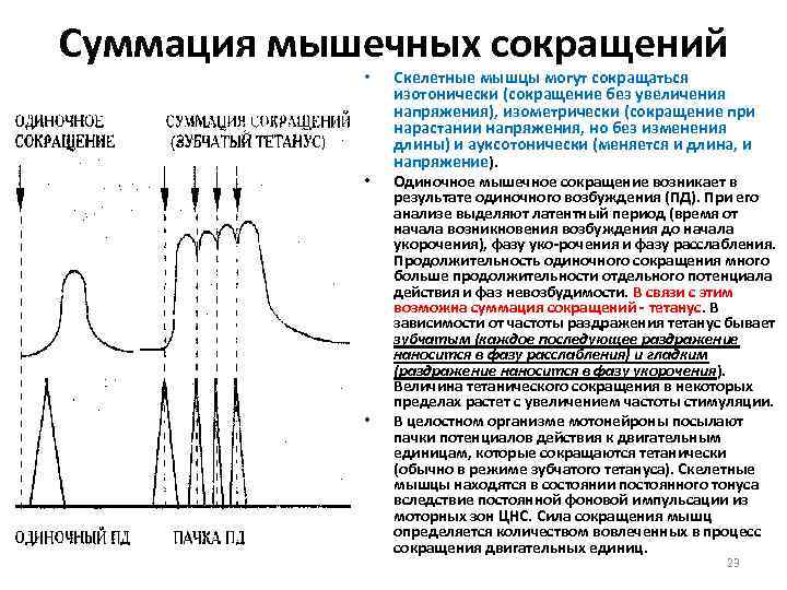 Суммация мышечных сокращений • • • Скелетные мышцы могут сокращаться изотонически (сокращение без увеличения