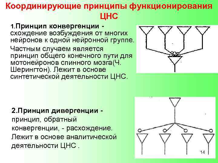 Координирующие принципы функционирования ЦНС 1. Принцип конвергенции схождение возбуждения от многих нейронов к одной