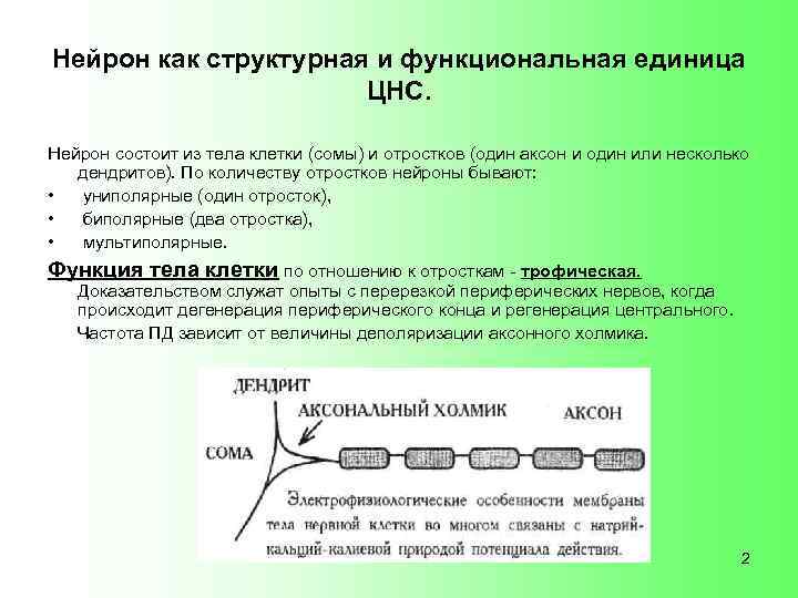 Нейрон как структурная и функциональная единица ЦНС. Нейрон состоит из тела клетки (сомы) и