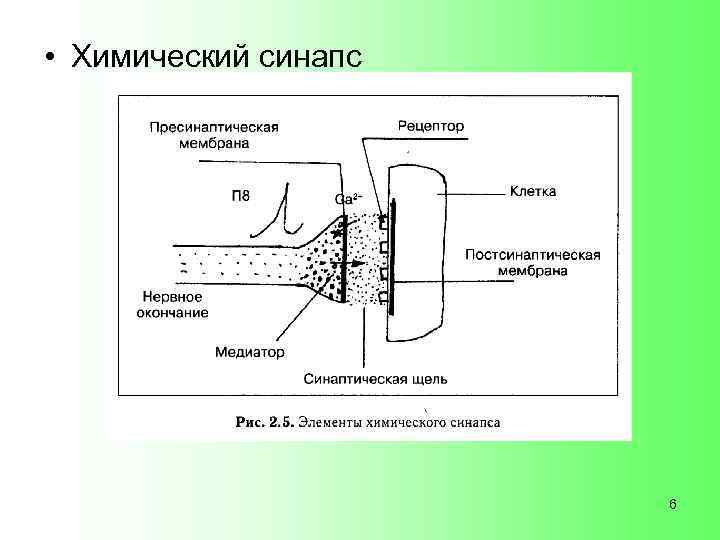  • Химический синапс 6 
