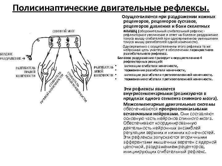 Полисинаптические двигательные рефлексы. Осуществляются при раздражении кожных рецепторов, рецепторов суставов, рецепторов давления и боли